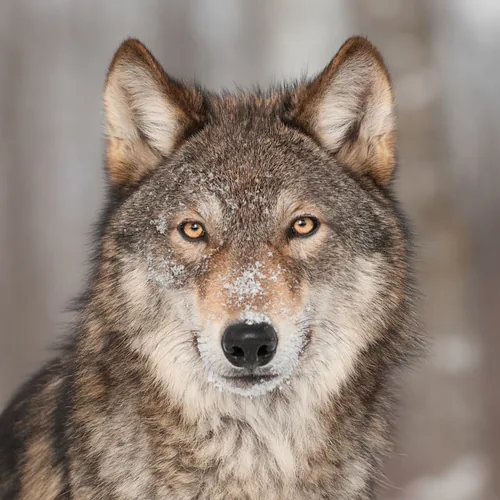 WolvesAndFinance profile image